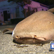 Illustration for article titled Six-Foot Nurse Shark Found On Miami Street